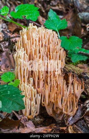 Strenge Ast-Korallen / aufrecht stehende Korallenpilze (Ramaria / Clavaria stricta) auf dem Waldboden, Luxemburg, August Stockfoto