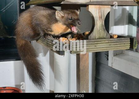 Junge männliche Kiefernmarder (Martes Martes), die sich auf Obstkuchen auf einem Vogeltisch in einem Gästehaus in der Nacht, Knapdale, Argyll, Schottland, im Oktober füttern. Fotografiert mit einer Remote-Kamera. Eigenschaft freigegeben. Stockfoto