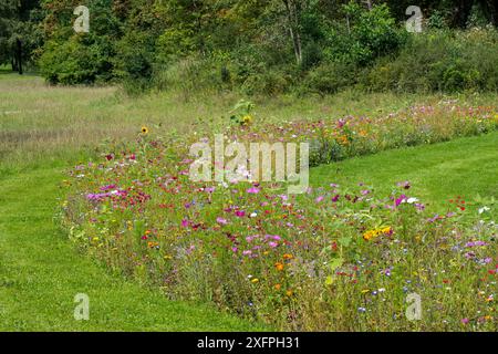 Mischung aus bunten Wildblumen in der Wildblumenzone an Grasland, gepflanzt, um Bienen, Schmetterlingen und anderen Bestäubern zu helfen, Luxemburg, August Stockfoto