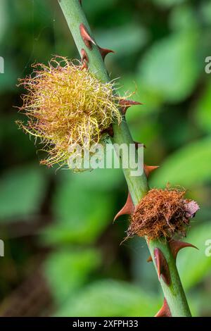 Robin's Pincushion Gall, verursacht durch die Gallwespe (Diplolepis rosae) auf Dog Rose, Luxemburg, August Stockfoto