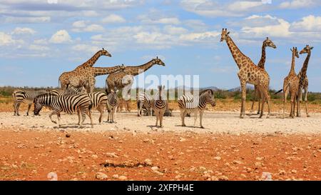 Bergzebras und Giraffen trinken an einem Wasserloch im Etosha Nationalpark in Namibia Stockfoto