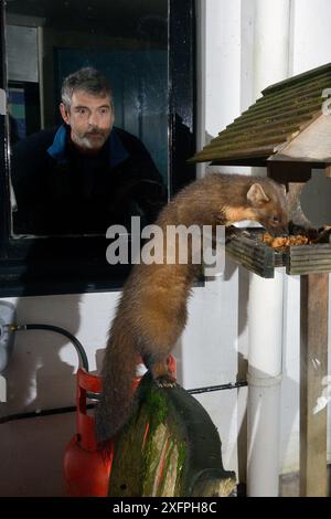 Junge männliche Pine Marten (Martes Martes), die sich an Obstkuchen auf einem Vogeltisch in einem Gästehaus in der Nacht, beobachtet von einem Gast, Knapdale, Argyll, Schottland, im Oktober. Fotografiert mit einer Remote-Kamera. Modell und Eigenschaft freigegeben. Stockfoto