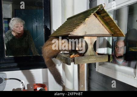 Junger männlicher Pine Marten (Martes Martes), der sich an Obstkuchen auf einem Vogeltisch in einem Gästehaus in der Nacht ernährt, beobachtet vom Besitzer und einem Gast, Knapdale, Argyll, Schottland, Oktober. Fotografiert mit einer Remote-Kamera. Modell und Eigenschaft freigegeben. Stockfoto