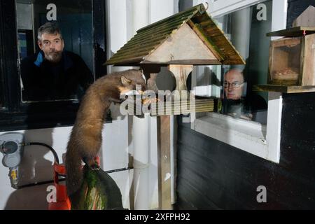 Junge männliche Pine Marten (Martes Martes), die sich an Obstkuchen auf einem Vogeltisch in einem Gästehaus in der Nacht, beobachtet von zwei Gästen, Knapdale, Argyll, Schottland, Oktober. Fotografiert mit einer Remote-Kamera. Modell und Eigenschaft freigegeben. Stockfoto