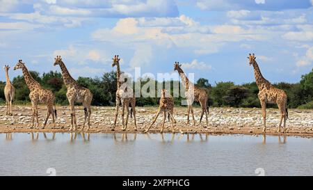 Giraffen-Herde an einem Wasserloch im Etosha-Nationalpark in Namibia Stockfoto