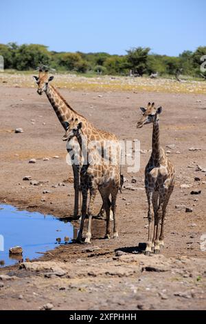 Giraffen trinken an einem Wasserloch im Etosha-Nationalpark in Namibia Stockfoto