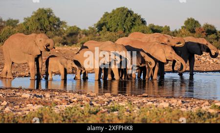 Elefanten trinken im Klein Namutoni Wasserloch im Etosha Nationalpark in Namibia Stockfoto