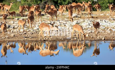 Impalas im Etosha-Nationalpark in Namibia Stockfoto