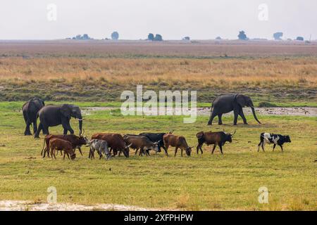 Herde der Afrikanischen Elefanten (Loxodonta africana) Beweidung mit Rindern, Chobe National Park in Botswana. Stockfoto