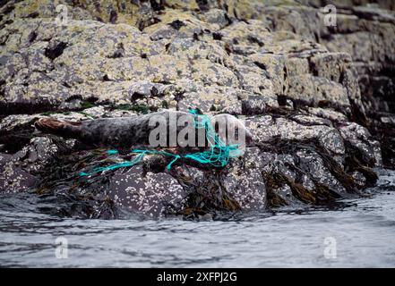 Grausiegel (Halichoerus grypus) auf Gestein gezogen, das in Fischernetze aus Kunststoff verwickelt ist, Farne Islands, Northumberland, Juli 1997 Stockfoto