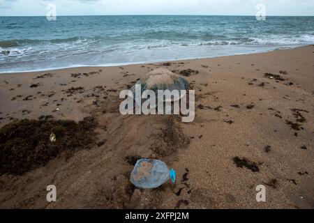 Grüne Schildkröte (Chelonia mydas) nistet weiblich am Strand mit Plastikflasche, Poilao Island, Bijagos Archipel, Guinea Bissau. Gefährdete Arten Stockfoto