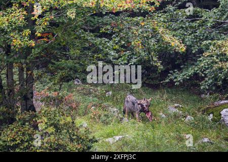 Wilder Apenninwolf (Canis Lupus italicus) mit Hirschschädel. Central Apennin, Abruzzen, Italien. September. Italienische endemische Unterarten. Stockfoto