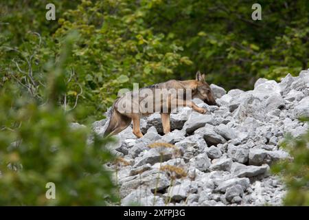 Wilder Apenninwolf (Canis Lupus italicus) im Sommer am Waldrand. Central Apennin, Abruzzen, Italien. September. Italienische endemische Unterarten. Stockfoto