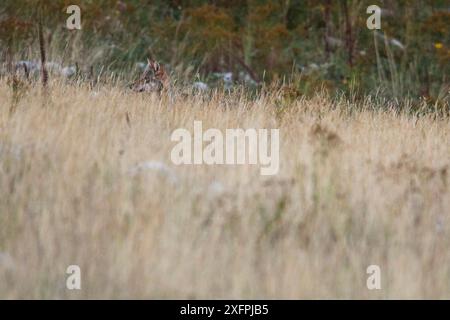 Wilder Apenninwolf (Canis Lupus italicus), der im Herbst hinter hohem Gras blickt. Central Apennin, Abruzzen, Italien. September. Italienische endemische Unterarten. Stockfoto