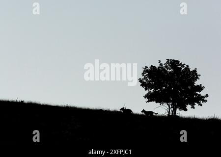 Wilde Apennin-Wölfe (Canis Lupus italicus), Silhouetten um den Baum, Zentralapennin, Abruzzen, Italien. September. Italienische endemische Unterarten. Stockfoto