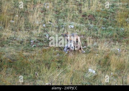 Wilder Apenninwolf (Canis Lupus italicus), der sich an Hauskadaver von Kuhkühen ernährt. Central Apennin, Abruzzen, Italien. September. Italienische endemische Unterarten. Stockfoto