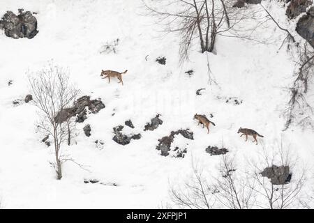 Apennin / italienischer Wolf (Canis Lupus italicus) Dreierpack zu Fuß auf Berghang im Schnee. Abruzzen, Zentralapennin, Italien. Februar 2012 Stockfoto