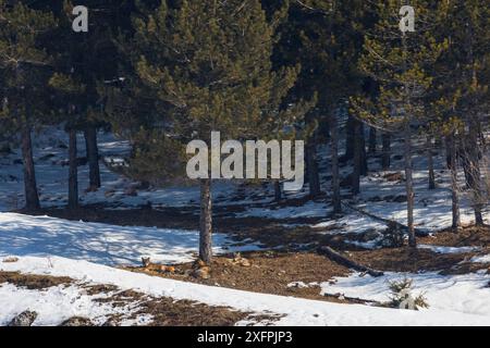 Wilder Apenninwolf (Canis Lupus italicus) 4er-Pack, der tagsüber am Waldrand schläft. Central Apennin, Abruzzen, Italien. März. Italienische endemische Unterarten. Stockfoto