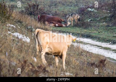 Hauskühe mit Blick auf Apennin / italienischer Wolf (Canis Lupus italicus), erwachsener männlicher Fresser auf Pferdekaver. Abruzzen, Zentralapennin, Italien. November. Stockfoto