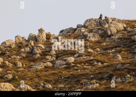 Wilde Apenninwölfe (Canis Lupus italicus), die im Herbst hinter Felsen auf einem Hügel blicken. Central Apennin, Abruzzen, Italien. November. Italien endemische Unterarten. Stockfoto