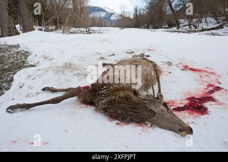 Überreste von Hirsch (Cervus elaphus), getötet von Apenninwölfen (Canis Lupus italicus), Zentralapennin, Abruzzen, Italien. Februar, italienische endemische Unterart. Stockfoto