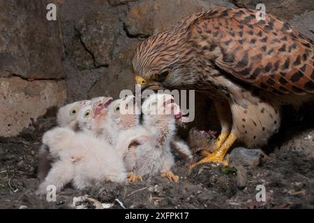 Falco tunninculus (Falco tunninculus) füttert Küken im Nest, Frankreich, Mai. Stockfoto