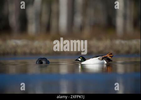 Zwei Goldenaugen (Bucephala clangula) zeigen, Schweden, Mai. Stockfoto