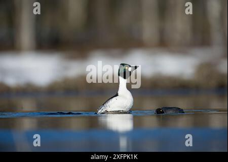 Zwei Goldenaugen (Bucephala clangula) zeigen, Schweden, Mai. Stockfoto