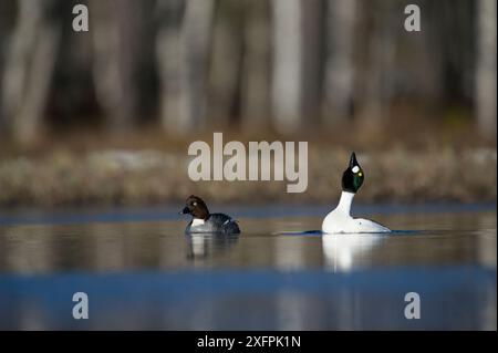 Zwei Goldenaugen (Bucephala clangula) zeigen, Schweden, Mai. Stockfoto