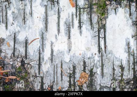 Das wunderschöne schwarz-weiße Muster auf einer gefällten Birke im Wald. Stockfoto