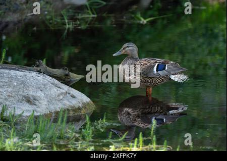 Eine weibliche Stocke, Anas platyrhynchos, steht in einem flachen Waldteich. Stockfoto