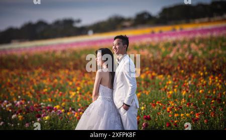 Carlsbad, Kalifornien USA - 7. April 2017: Asiatisches Paar posiert für Hochzeitsfotos mit den Blumenfeldern von Carlsbad im Hintergrund. Stockfoto