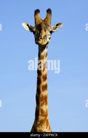 Masai Giraffe (Giraffa camelopardalis tippelskirchi) Kopf-Hals-Porträt, Masai Mara, Kenia. Stockfoto