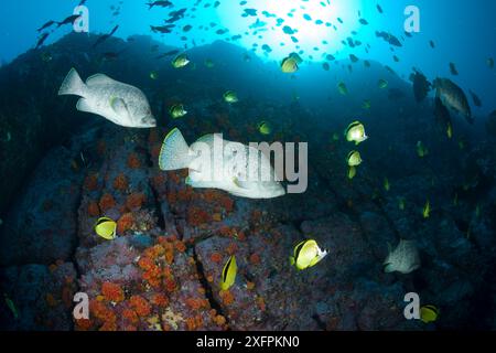 Lederbarsch (Dermatolepis dermatolepis) und Schwarznosen-Schmetterlingsfisch (Johnrandallia nigrirostris) Malpelo Island Nationalpark, UNESCO-Weltkulturerbe, Kolumbien, Ostpazifik Stockfoto