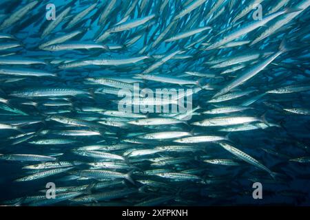 Barrakuda-Schwarm (Sphyraena idiastes) Malpelo Island Nationalpark, UNESCO-Weltkulturerbe, Kolumbien, Ostpazifik Stockfoto