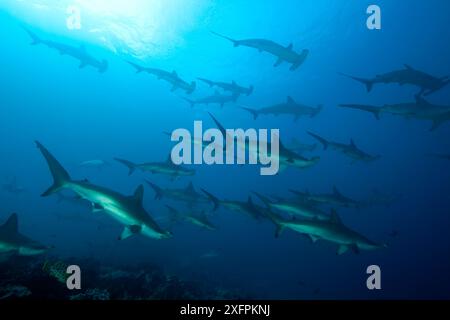 Schul-Schul-Hammerhaie (Sphyrna lewini) Malpelo Island National Park, UNESCO-Weltkulturerbe, Kolumbien, Ostpazifik. Gefährdet Stockfoto