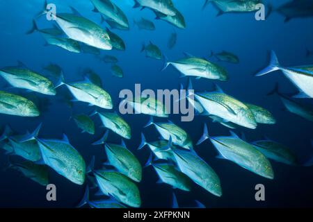 Malpelo Island Nationalpark, UNESCO-Weltkulturerbe, Kolumbien, Ostpazifik Stockfoto