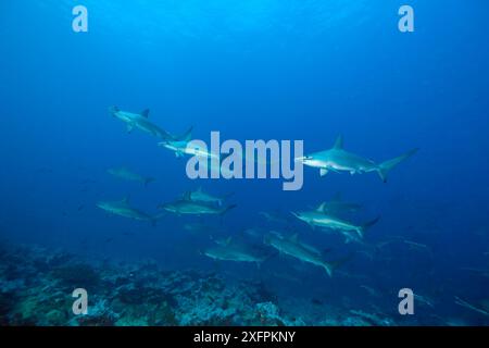 Schul-Schul-Hammerhaie (Sphyrna lewini) Malpelo Island National Park, UNESCO-Weltkulturerbe, Kolumbien, Ostpazifik. Gefährdet Stockfoto