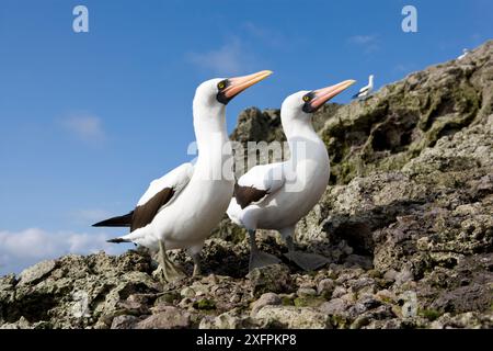 Maskierte Booby (Sula dactylatra) Paar, Malpelo Island Nationalpark, UNESCO-Weltkulturerbe, Kolumbien, Ostpazifik Stockfoto