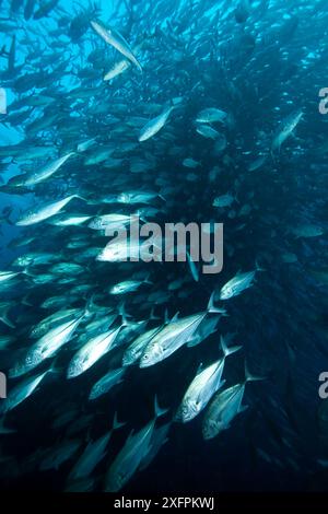 Schwarm des Großaugenjacks (Caranx sexfasciatus) Malpelo Island Nationalpark, UNESCO-Weltkulturerbe, Kolumbien, Ostpazifik Stockfoto