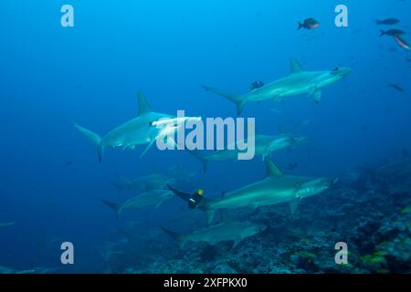 Schul-Schul-Hammerhaie (Sphyrna lewini) Malpelo Island National Park, UNESCO-Weltkulturerbe, Kolumbien, Ostpazifik. Gefährdet. Stockfoto