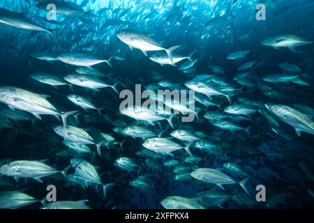 Schwarm des Großaugenbocks (Caranx sexfasciatus) Malpelo Island Nationalpark, UNESCO-Weltkulturerbe, Kolumbien, Ostpazifik Stockfoto