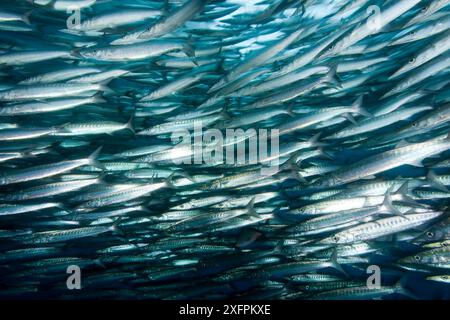 Barrakuda-Schwarm (Sphyraena idiastes) Malpelo Island Nationalpark, UNESCO-Weltkulturerbe, Kolumbien, Ostpazifik Stockfoto