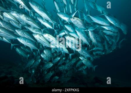 Schwarm des Großaugenjacks (Caranx sexfasciatus) Malpelo Island Nationalpark, UNESCO-Weltkulturerbe, Kolumbien, Ostpazifik Stockfoto