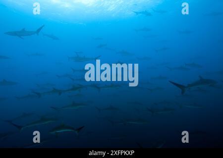 Schwarm von Seidenhaien (Carcharhinus falciformis) Malpelo Island Nationalpark, UNESCO-Weltkulturerbe, Kolumbien, Ostpazifik Stockfoto