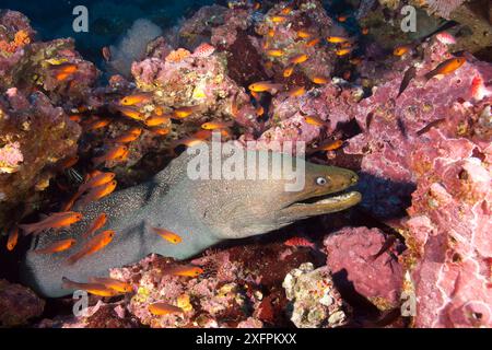 Malpelo Island Nationalpark, UNESCO-Weltkulturerbe, Kolumbien, Ostpazifik Stockfoto