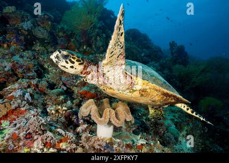 Karettschildkröte (Eretmochelys imbricata) Tubbataha Reef Natural Park, UNESCO-Weltkulturerbe, Sulu Sea, Cagayancillo, Palawan, Philippinen. Kritisch gefährdet. Stockfoto