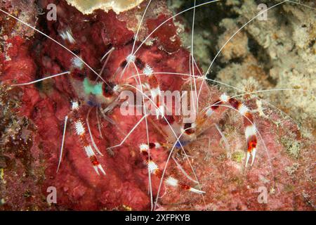 Ein paar gebänderte Boxergarnelen (Stenopus hispidus) Tubbataha Reef Natural Park, UNESCO-Weltkulturerbe, Sulu Sea, Cagayancillo, Palawan, Philippinen Stockfoto