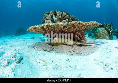 Blaugefleckter Stachelrochen (Dasyatis kuhlii) unter einer Hartkoralle, Tubbataha Reef Natural Park, UNESCO-Weltkulturerbe, Sulu Sea, Cagayancillo, Palawan, Philippinen Stockfoto