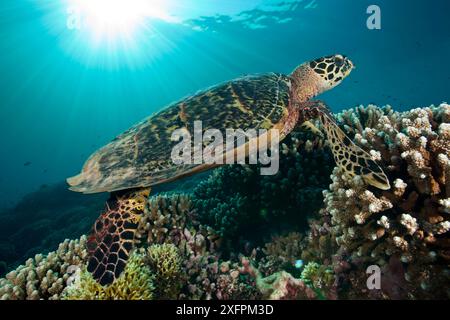 Karettschildkröte (Eretmochelys imbricata) Tubbataha Reef Natural Park, UNESCO-Weltkulturerbe, Sulu Sea, Cagayancillo, Palawan, Philippinen. Bedrohte Tierarten. Stockfoto